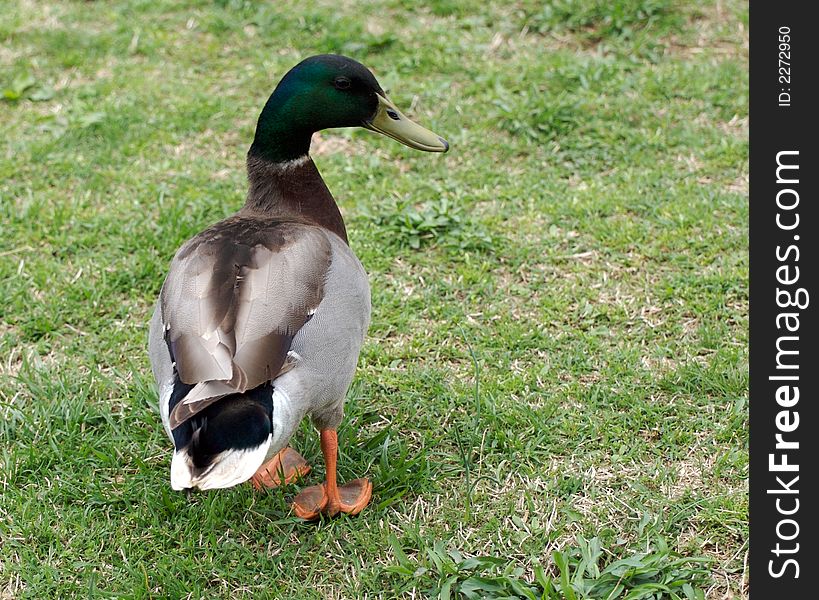 A duck standing on a green grass