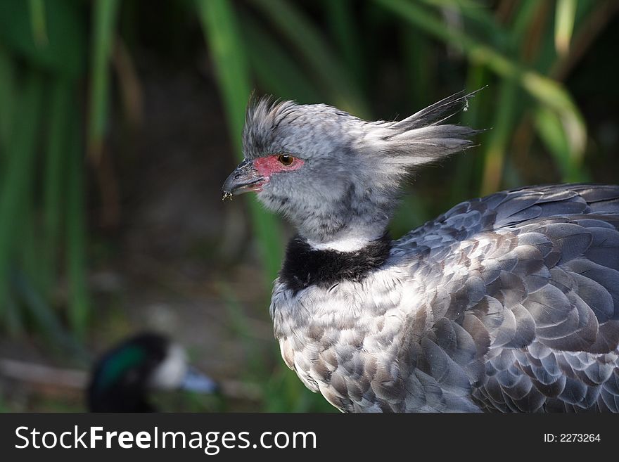 Grey bird in green grass