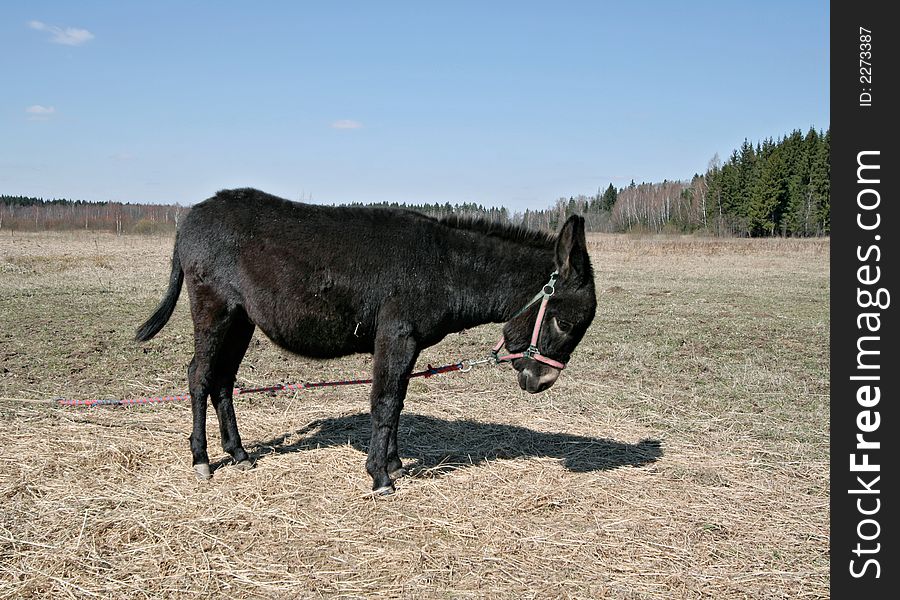 Side full view of donkey