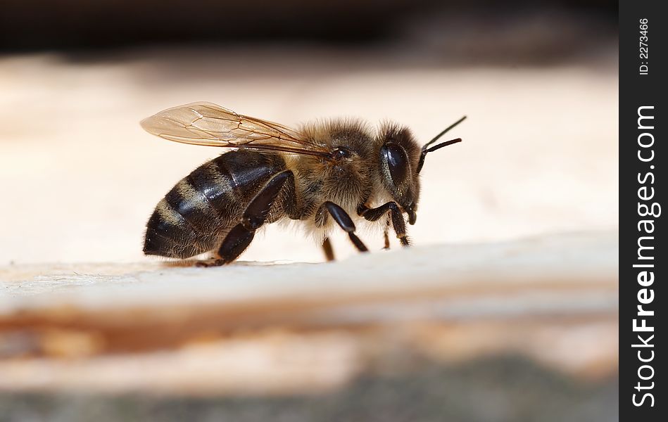 Detail (close-up) of a honey-bee. Detail (close-up) of a honey-bee