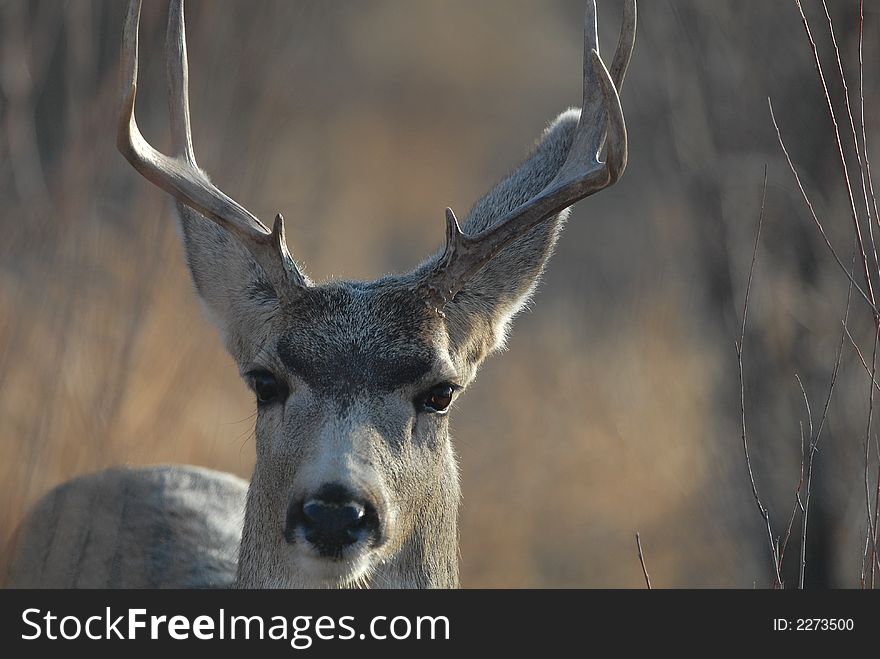 A mule deer buck stares back intently at the photographer.