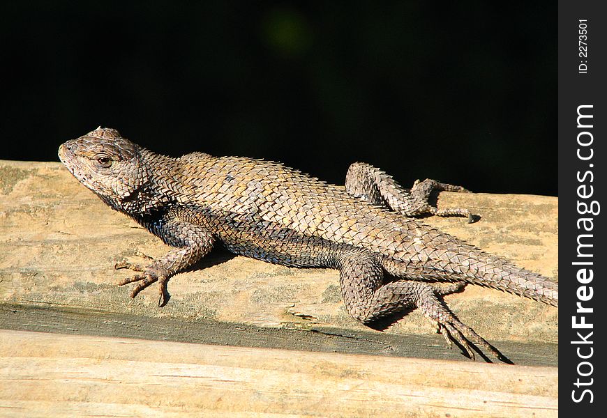 A fence lizard on a wooden porch. A fence lizard on a wooden porch.