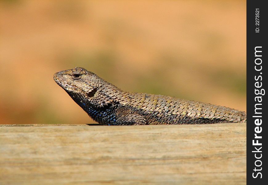 A fence lizard on a wooden porch.  The lizard has a tint of yellow-orange streaks across its upper body with a blue neck and chest. A fence lizard on a wooden porch.  The lizard has a tint of yellow-orange streaks across its upper body with a blue neck and chest.