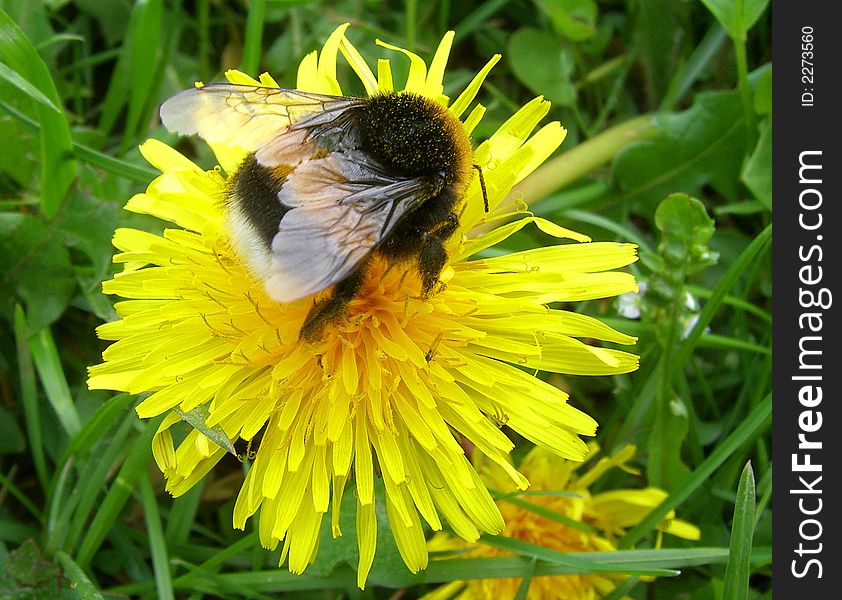 In the early morning on a meadow after cold night. In the early morning on a meadow after cold night