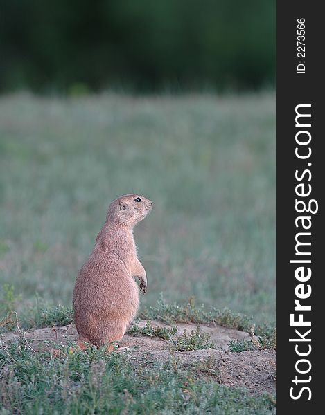 A black-tailed prairie dog stands alert near the entrance to the burrow.