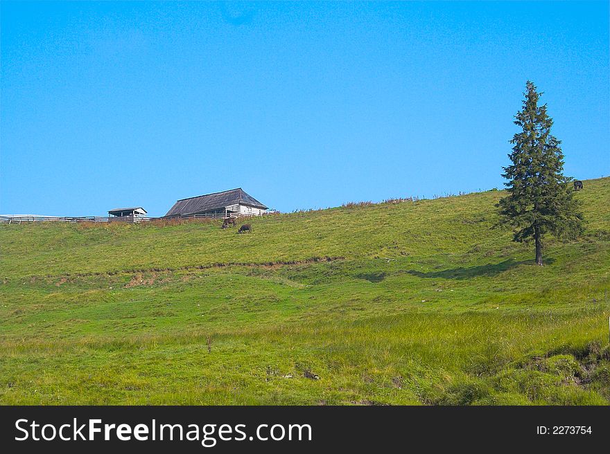 Fir and house on the hill in the summer. Fir and house on the hill in the summer