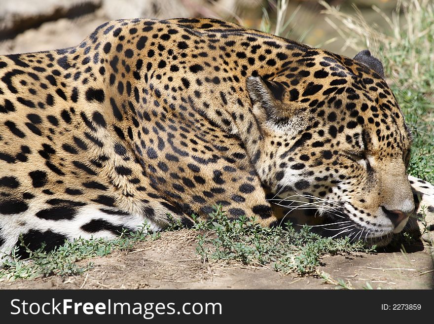 Jaguar resting in the grass