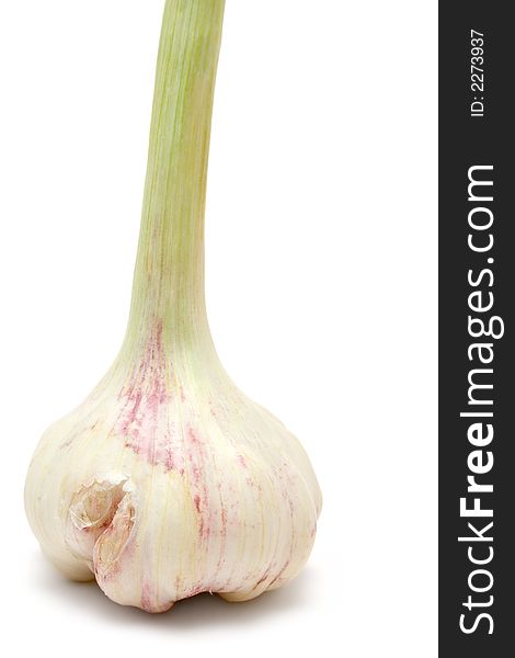Standing Garlic Bulb