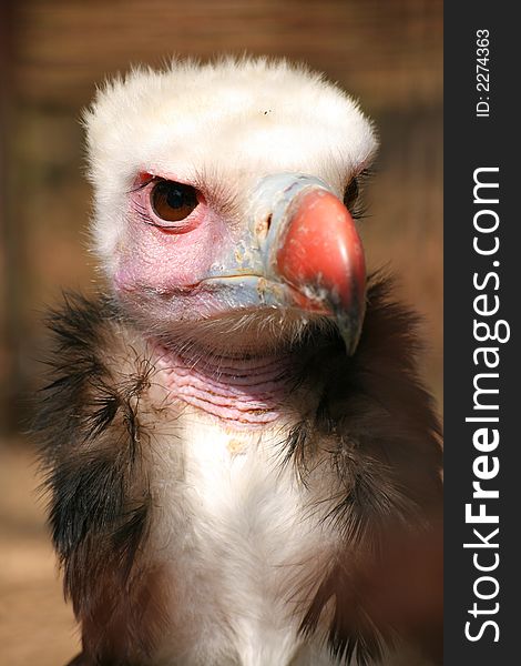 White Headed Vulture with head turned