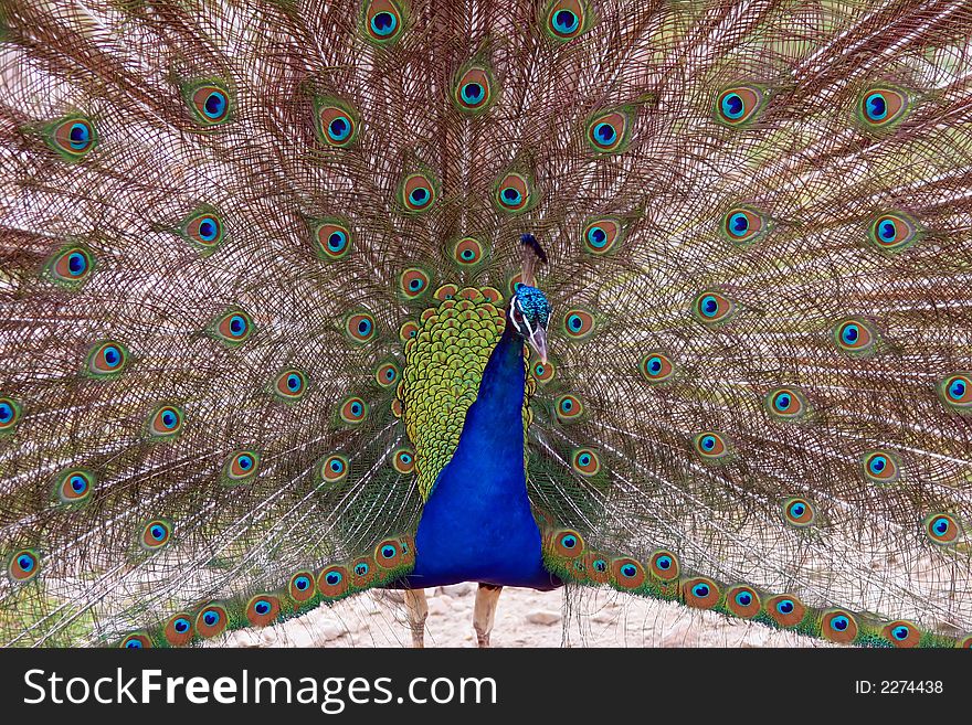 Beautiful peacock with blue and green plumage