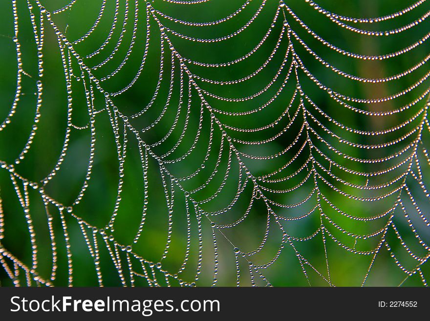 The water dewdrops on the beautiful cob web. The water dewdrops on the beautiful cob web