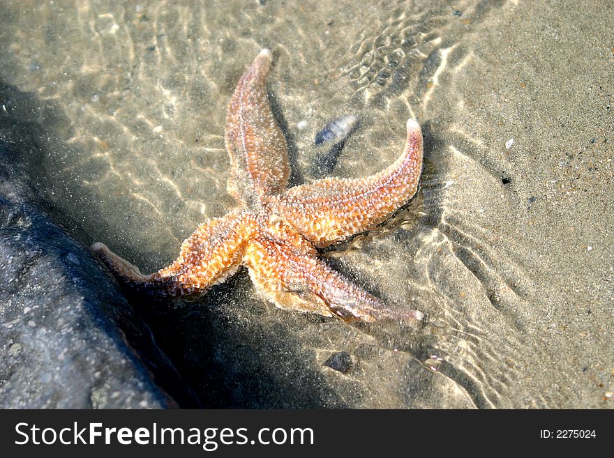 Starfish, sand and water