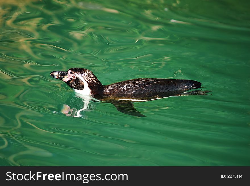 Swimming Penguin