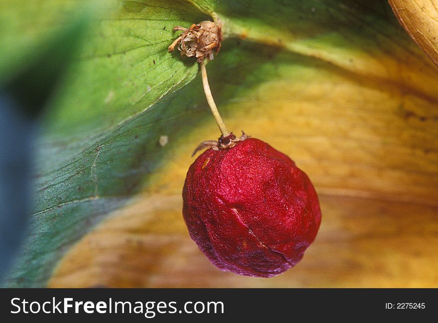 Red berry on the dry leaf. Red berry on the dry leaf