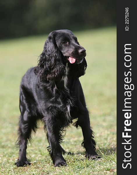 Black english cocker spaniel