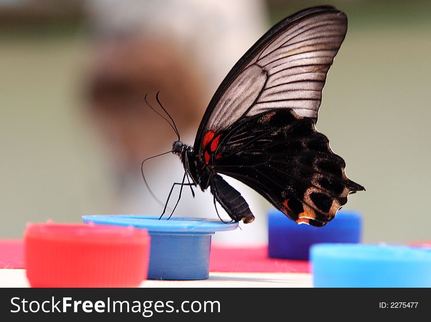 About pretty butterfly who is drinking