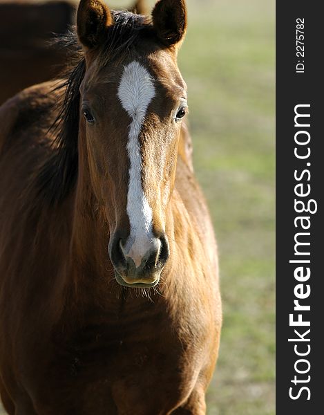 Closeup portrait of horse with blurred background