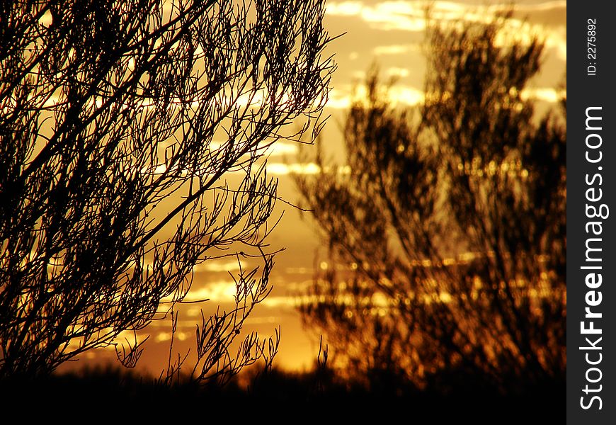 A dramatic sky behind a set of barren desert trees with magnificent golden colors. A dramatic sky behind a set of barren desert trees with magnificent golden colors