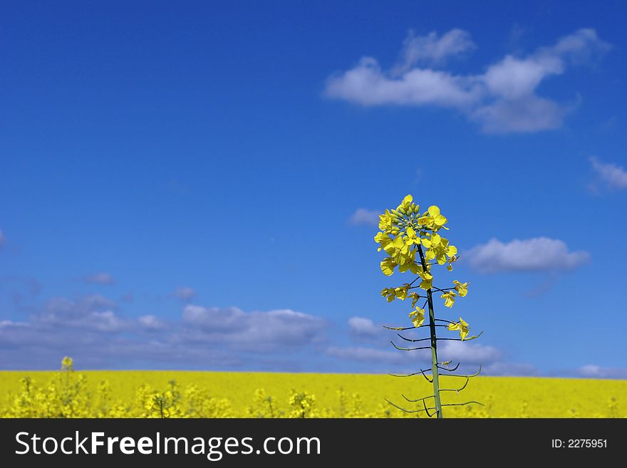 A rape seed field in Essex. A rape seed field in Essex