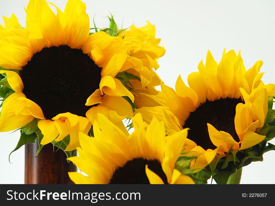 Closeup of a few beautiful sunflowers.