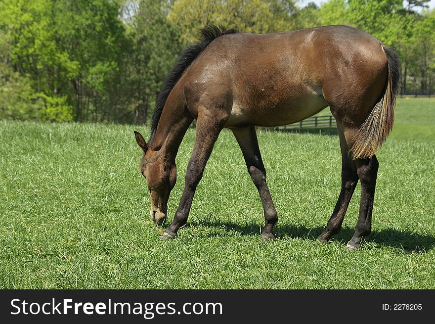 A chestnut colored foal grazing in a meadow. A chestnut colored foal grazing in a meadow