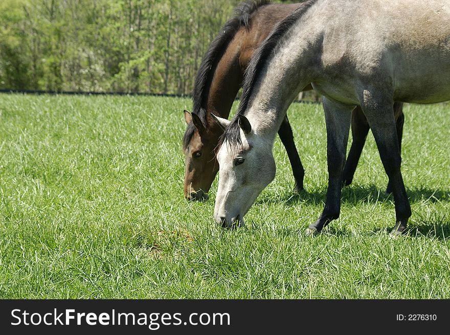 A pair of horses grazing in a meadow. A pair of horses grazing in a meadow