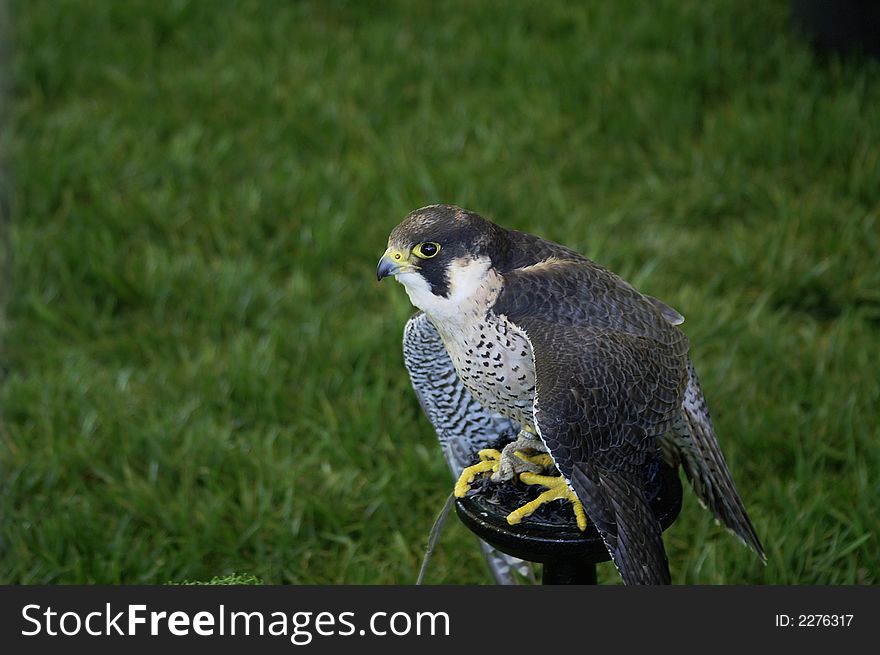 A peregrine falcon on display at a fair