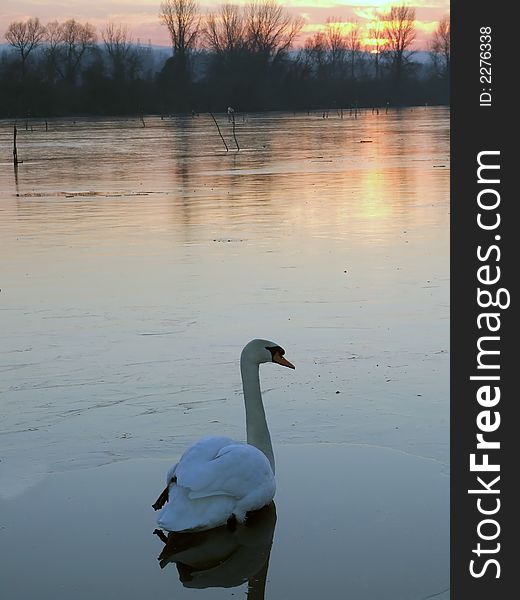 Swan In Sunset