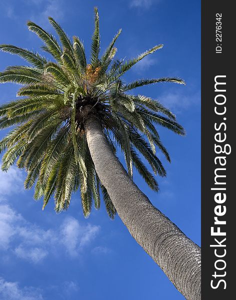 Canarian Palm taken against a blue sky in Telde in Gran Canaria. Canarian Palm taken against a blue sky in Telde in Gran Canaria