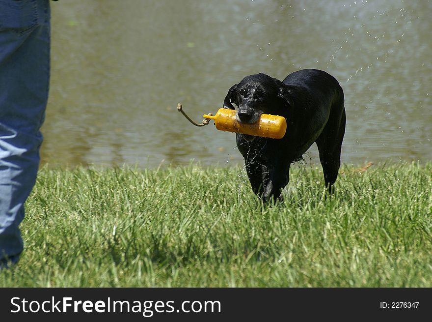 A retriever dog at a dog show