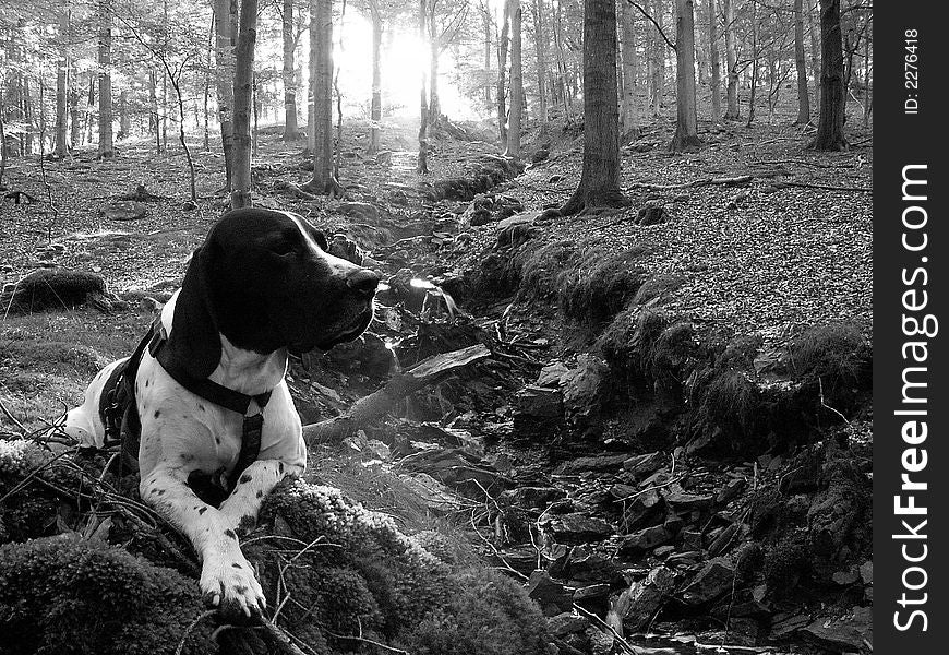 Dog in forest