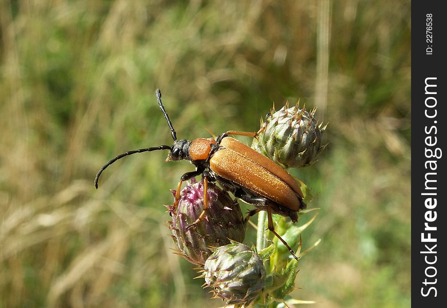 The beetle is a corymbia rubra, location belgium