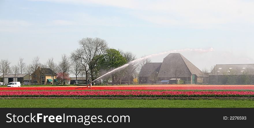 Coloured Dutch flowers on farmland