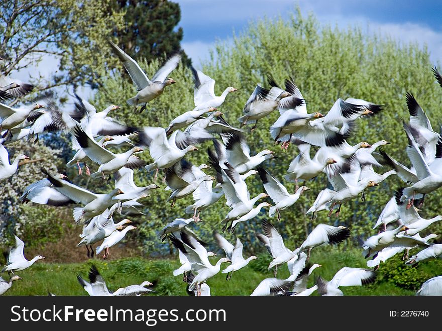 Snow geese flock in flight. Snow geese flock in flight