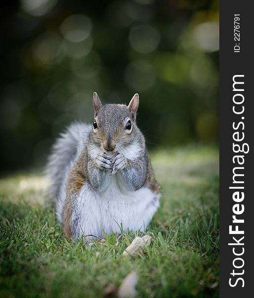 Grey Squirrel at Formby point squirrel sanctuary UK