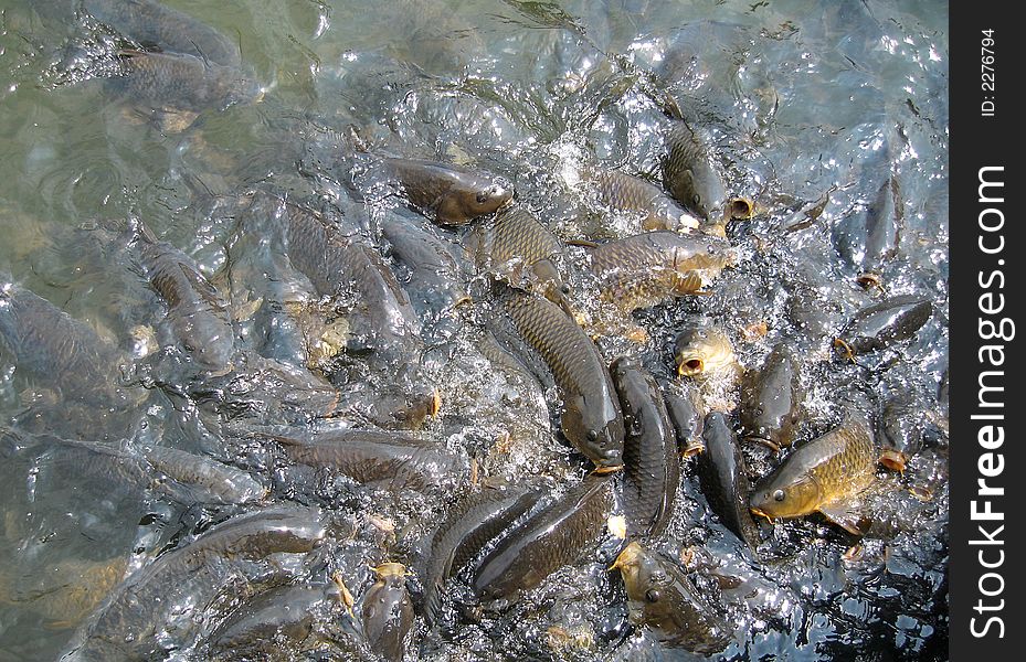 Shoal of fishes in a lake