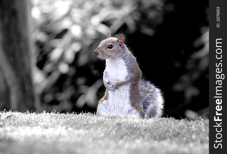 Grey Squirrel black and white background