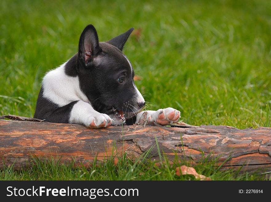 Litle puppy basenji on green grass