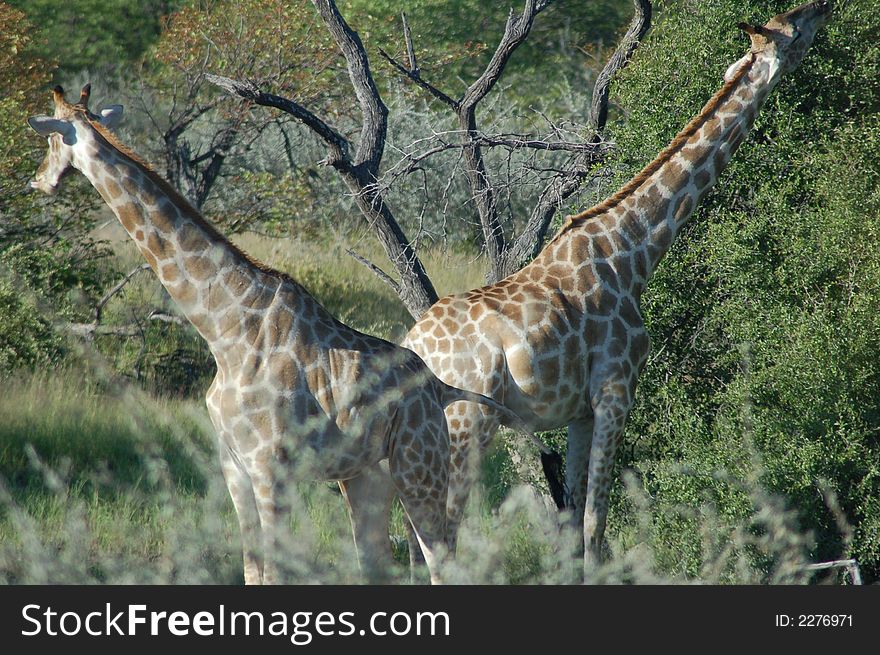 Two giraffes in a bush area eating from trees. Two giraffes in a bush area eating from trees