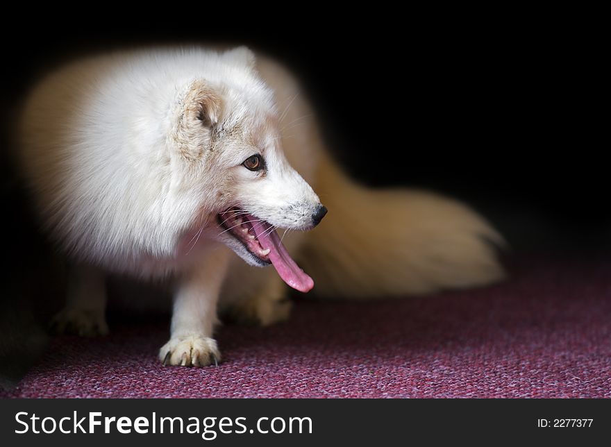 Hot Arctic Fox (Alopex lagopus) stands on red carpeting. Hot Arctic Fox (Alopex lagopus) stands on red carpeting