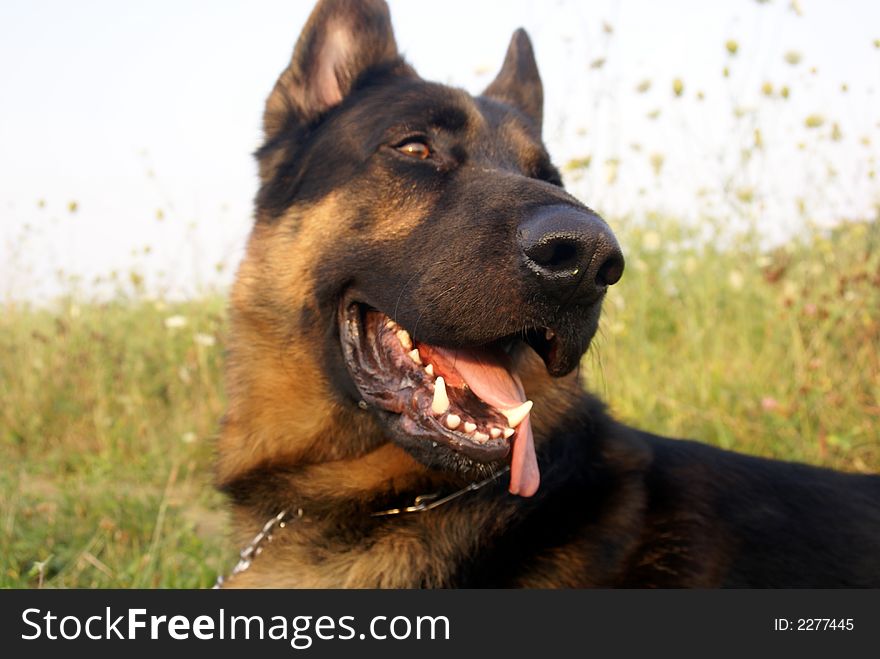 Close up ofhead of german shepard