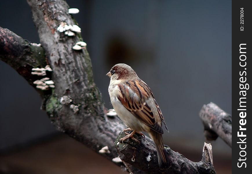 Sparrow who sits on a branch of a tree. Sparrow who sits on a branch of a tree.