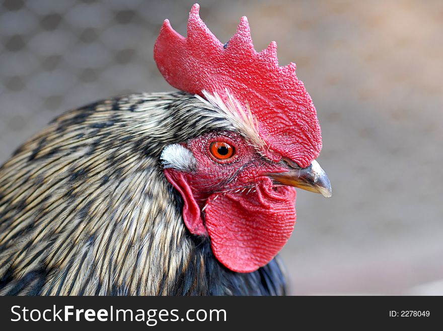 Portrait of a young rooster