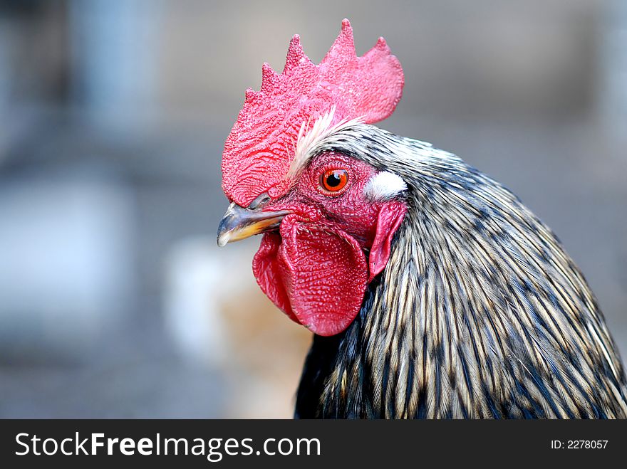 A young rooster with blur background