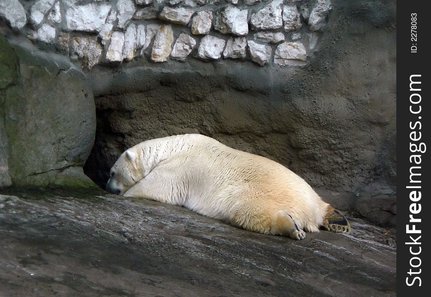The polar bear has run into hibernation. The polar bear has run into hibernation.