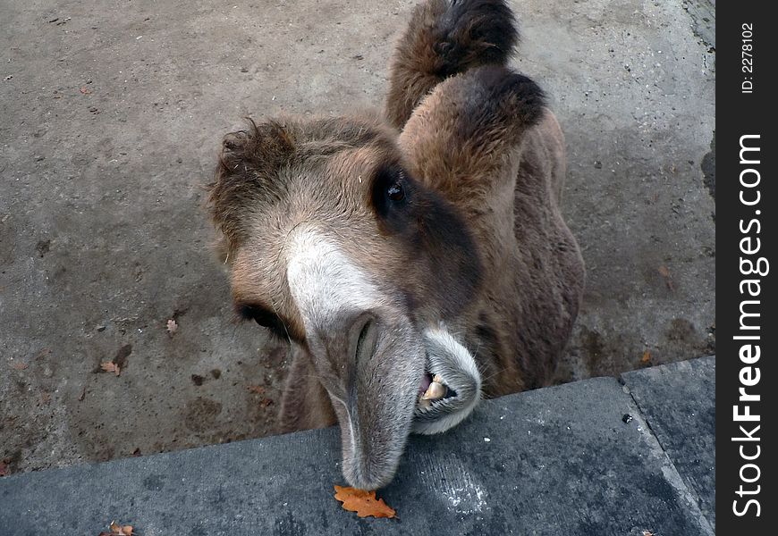 The camel likes to eat with leaves. The camel likes to eat with leaves.