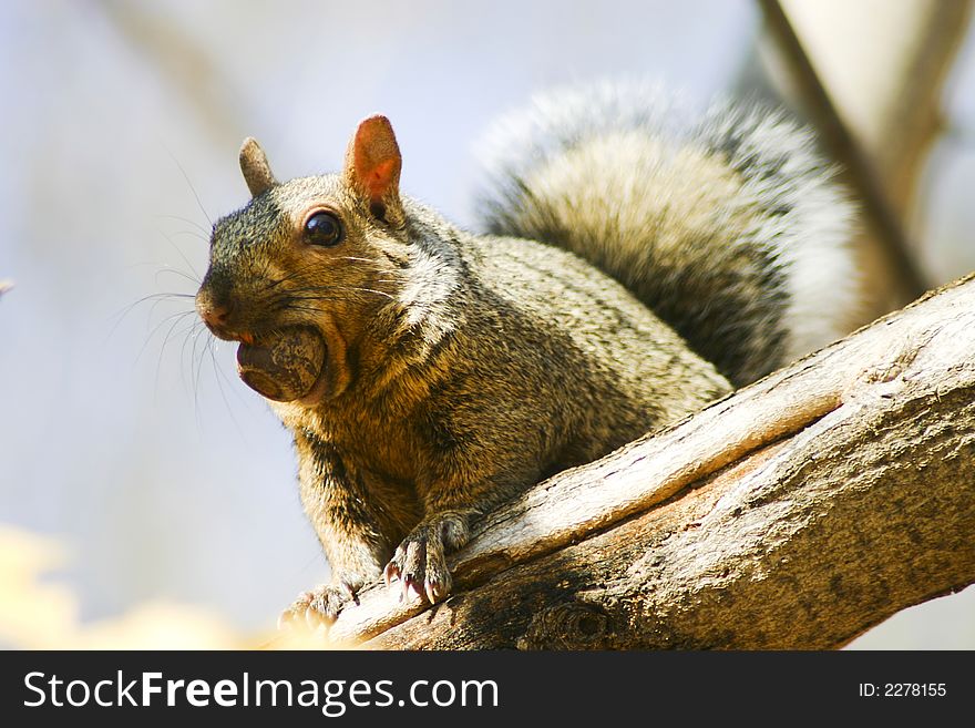 Squirrel with a nut in it's mouth. Squirrel with a nut in it's mouth