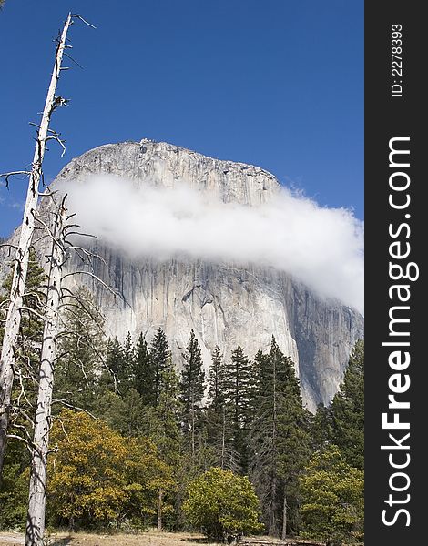 A necklace of white fluffy clouds decorates the striated rock face of El Capitan under a clear blue sky on a sunny afternoon in Yosemite.