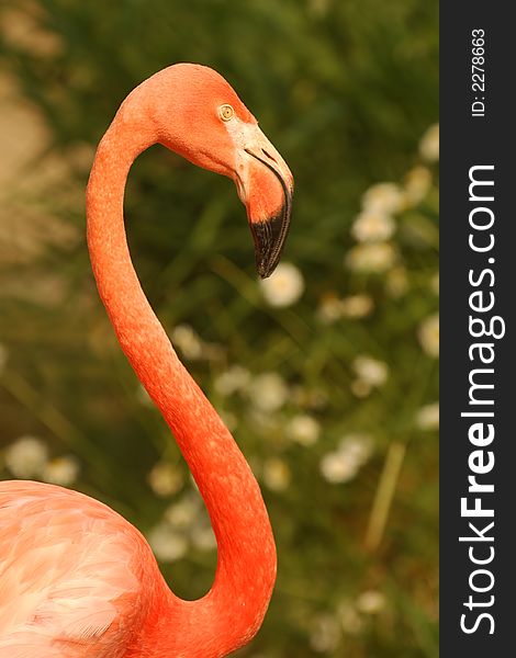 Portrait of a flamingo against a backdrop of greenery. Portrait of a flamingo against a backdrop of greenery.