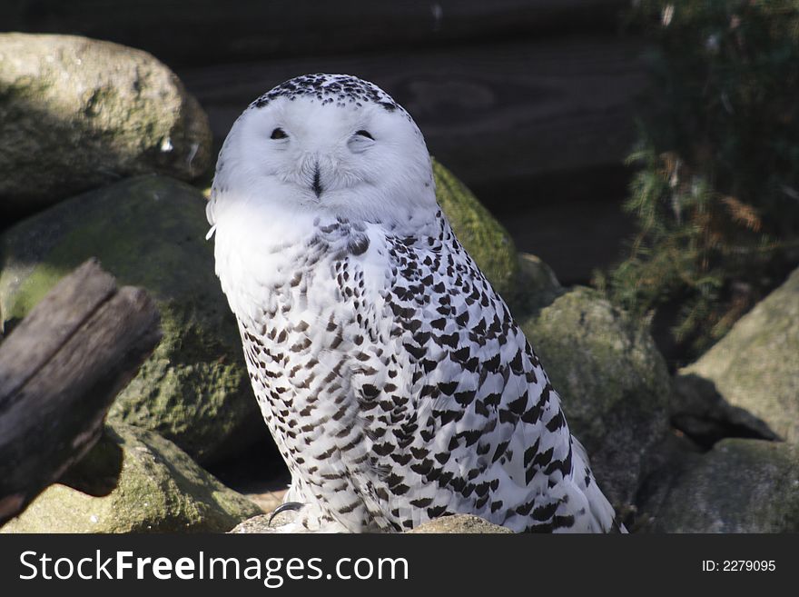 Polar owl sitting in zoo